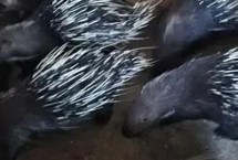 目前养殖豪猪有没有销路 关键是在市场中打造自身品牌