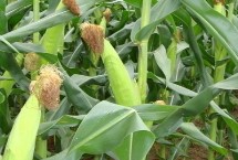 璟瑞866玉米种子特征特性 本品种活杆成熟