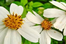 白花鬼针草简介 是一年生草本植物