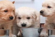 狗顿顿吃肉有何危害 会影响口腔健康和骨骼形成