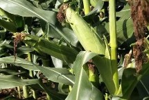 名鼎26玉米品种的特性 中抗南方锈病