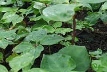 重楼种植误区 避免选错土壤、种植时间和管理方式