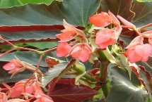 秋海棠几月份开花 花期一般在7月份