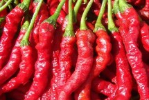 辣椒疯秧原因以及怎么预防 可能是品种质量差或缺少光照等因素所导致