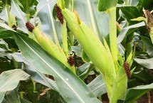 垦吉515玉米种子介绍 中等肥力以上地块栽培