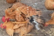 公鸡踩一次母鸡能管几个蛋 能管10-20个蛋