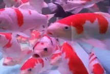 锦鲤的水温多少合适 可以在5-30℃之间的水温中存活
