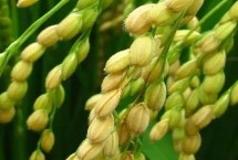 爽两优美占水稻种简介 全生育期133.7天