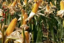 禾育132玉米品种的特性 中抗大斑病