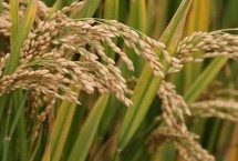 春两优粤禾丝苗水稻品种简介 每亩有效穗数15.2万穗