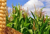 众德丰1号玉米品种的特性 适宜播期4月下旬至5月上旬