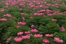 赤芍的种植技术 在壤土和沙壤土中种植为宜