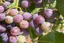 葡萄什么季节成熟 通常是八、九、十月份成熟