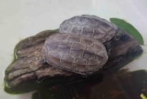 草龟用什么水养 大多数的淡水都可以养殖