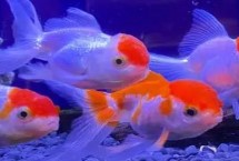 兰寿鱼的养殖方法 要定期换水