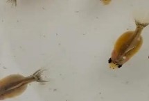 刚刚孵出来的金鱼怎么养 首先保证饲养密度不能太大