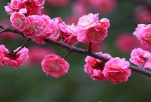 梅花种植技术 选择瓦盆、土陶盆或紫砂盆种植为佳