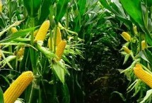 丰乐820玉米种子简介 中抗茎腐病