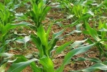 龙单246玉米种子特征特性 在适应区5月5日左右播种