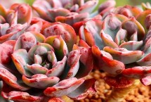 雨滴瘤子消失了怎么养回来 要及时为植株补充光照