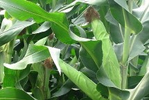 蠡玉112玉米种子特征特性 播种前种子应包衣防治地下害虫