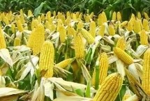 丰州506玉米种子特点 出苗至成熟118.0天