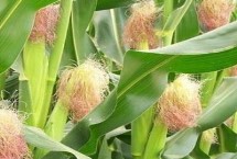 贵卓玉501区试名称 ZH2022玉米种子介绍 生育期131.7天