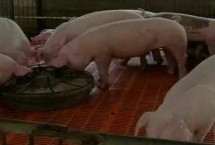 猪各个阶段用什么饲料 不同阶段的饲料配比不同