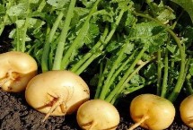 芜菁什么时候收获 一般在9月中旬至翌年3月收获