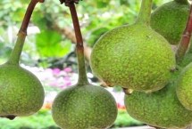 牛奶果喜阴还是喜阳 种植在朝阳地区才能更好生长