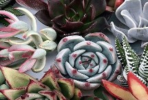 如何种植多肉 主要包含以下五点