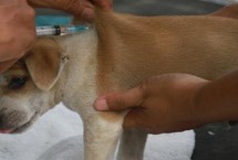 狗狗打疫苗前后的注意事项 接种前需确定一周内身体是健康状态