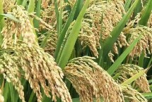 秋两优新占水稻种子简介 每亩基本苗5-6万