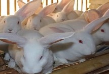提高兔子繁殖率的方法 关键是要选择合格的种兔