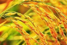 泰美占水稻种子特征特性 全生育期115.9天