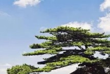哪些景观被称为黄山四绝 分别是指奇松、怪石、云海、温泉