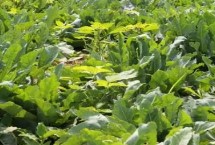什么是菘蓝 属于十字花科、菘蓝种草本植物