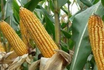 M3509玉米种子特征特性 出苗至成熟116天左右