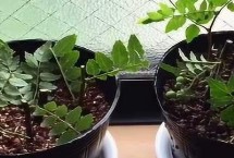 花椒树盆栽方法 用碱水浸种48小时即可播种
