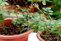月季花春季管理方法 每天接受光照至少4-5小时