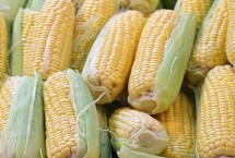 恒宇8111玉米种子特征特性 中抗大斑病