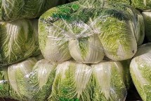 常见白菜品种有哪些 天津绿、胶州大白菜、绿秀等都是常见品种