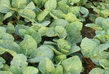 芥兰有哪些品种 按颜色可分为白花芥兰、黄花芥兰