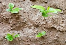 怎么用种子种植柠檬 选取自然成熟的柠檬果实籽