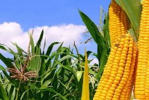 真玉10号区试名称 R1907玉米种子简介 生育期151天