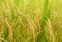 徽粳糯126水稻品种简介 大田直播每亩用种量5千克左右