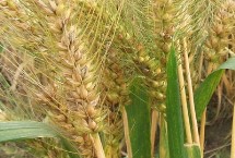 永民麦1号小麦种子特点 适宜播种期10月上中旬