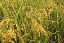 秝两优5816水稻种子特点 每亩有效穗数15.7万