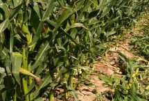 兆育25玉米种子介绍 高抗茎腐病