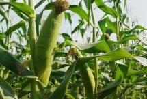甜糯125玉米种简介 出苗-鲜食采收生育期102天